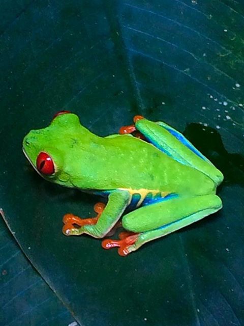 Robert Czokajlo, junior, took a photo of Tree Frog while in Quepos, Costa Rica on a safari. Four students, along with Marco Zollinger, Spanish Teacher, spent nine days in Costa Rica over Spring Break.