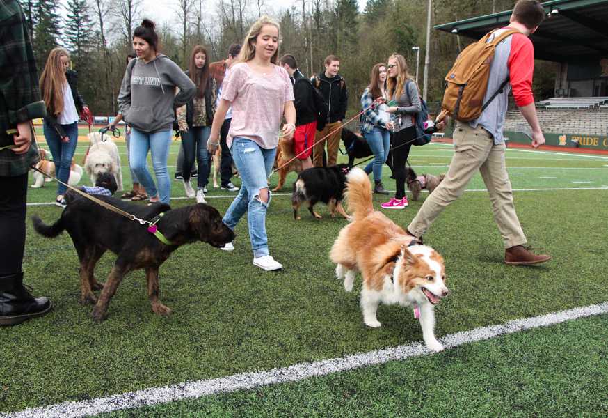 Senior Prank: Meet the dogs! (11 Photos)