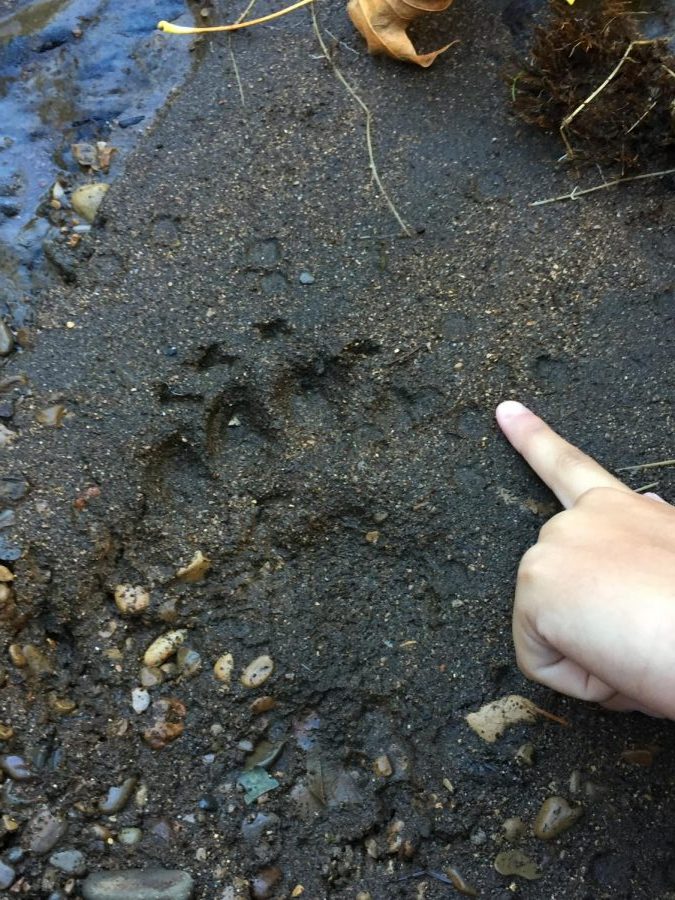 A student places their hand beside a fresh bear paw print.