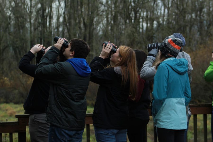 During their third all day field trip to Sauvie Island, students watch a red-breasted sapsucker in a nearby tree. 