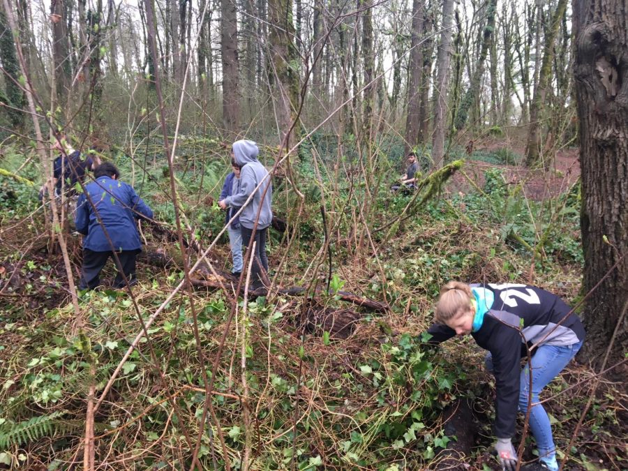 At one of their Saturday ivy pulls, the Ecology Club works in their section of Mary S. Young to clear out invasive species. 