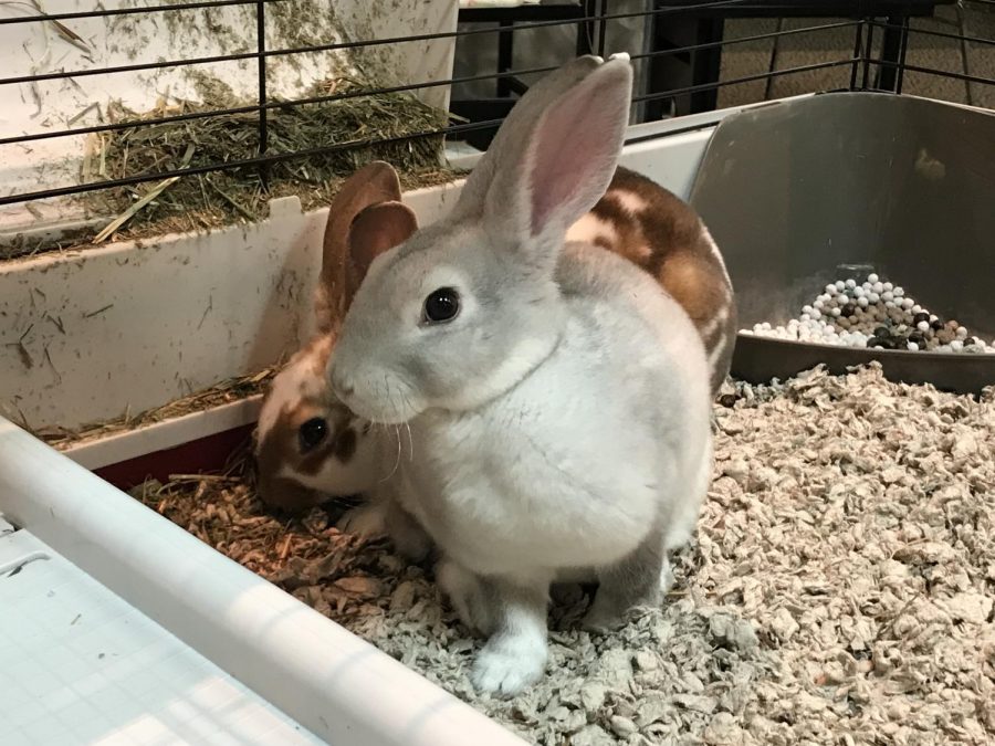 Lila, in the front, and Leo, in the back, were adopted to become comfort bunnies for WLHS. Most days, they are at school being loved and petted, but on others, they visit homes and therapy centers. 
