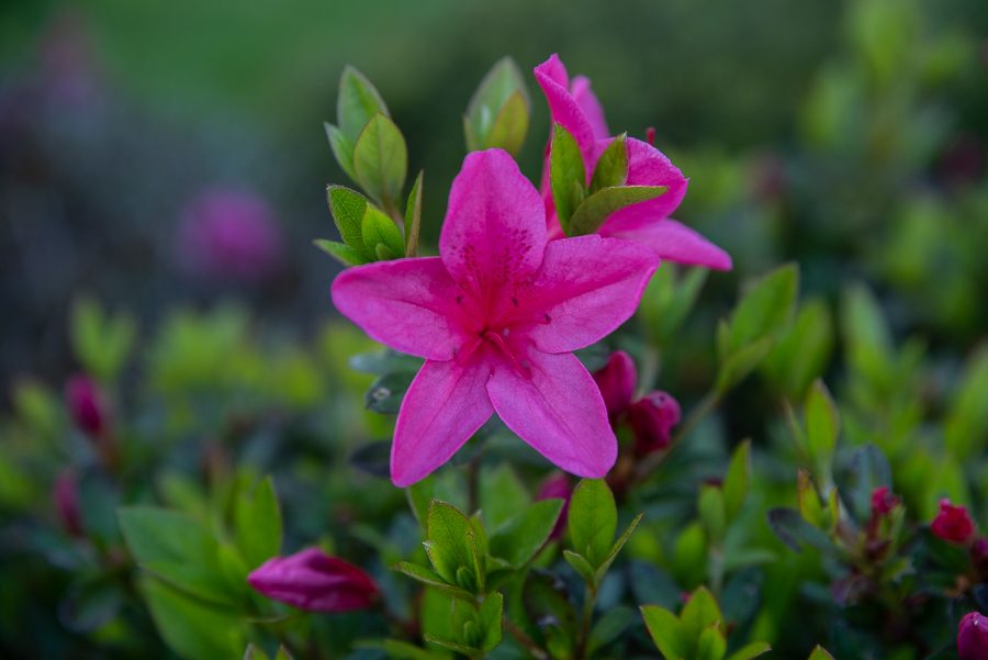 While walking along trails, flora is everywhere, ranging from the common lilac to different species of azaleas. 