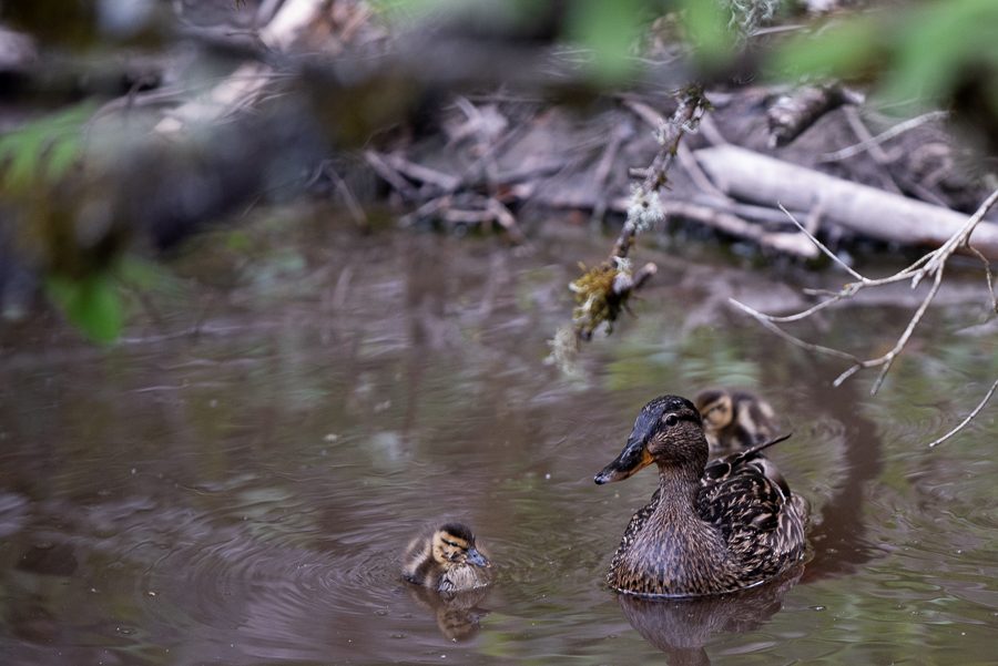 Wildlife at Mary S. Young includes mother duck and her young ducklings. 