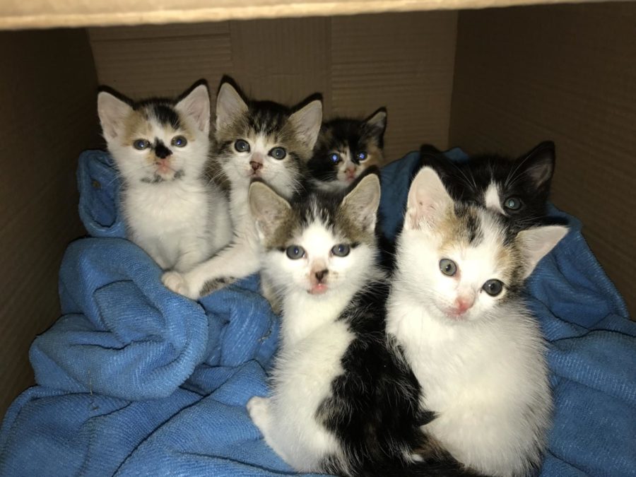 This is a batch of feral foster kittens who were found in a bush on the side of the road in July 2017. They came in sick and were starving when they were brought into PAWS.