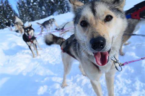dog days of alaskan winters-Snow Daze