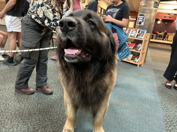 Booker, a library and Tales to Tails dog, came to the West Linn High School library on Sept. 19 with Melanie Nelson, a library staff member. Nelson was the owner of Otto, the first West Linn Public Library therapy dog, and now takes care of Booker and Gunner, the latter of which is a therapy dog in training. Booker is a Leonberger registered through Pet Partners.